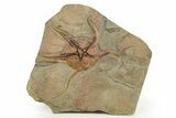 Very Detailed Ordovician Brittle Star (Ophiura) - Morocco #320953-1